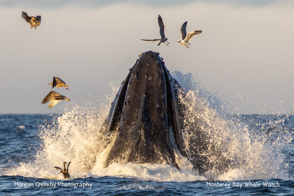 Humpback whale breaches water surrounded by splashing waves and six birds in flight.