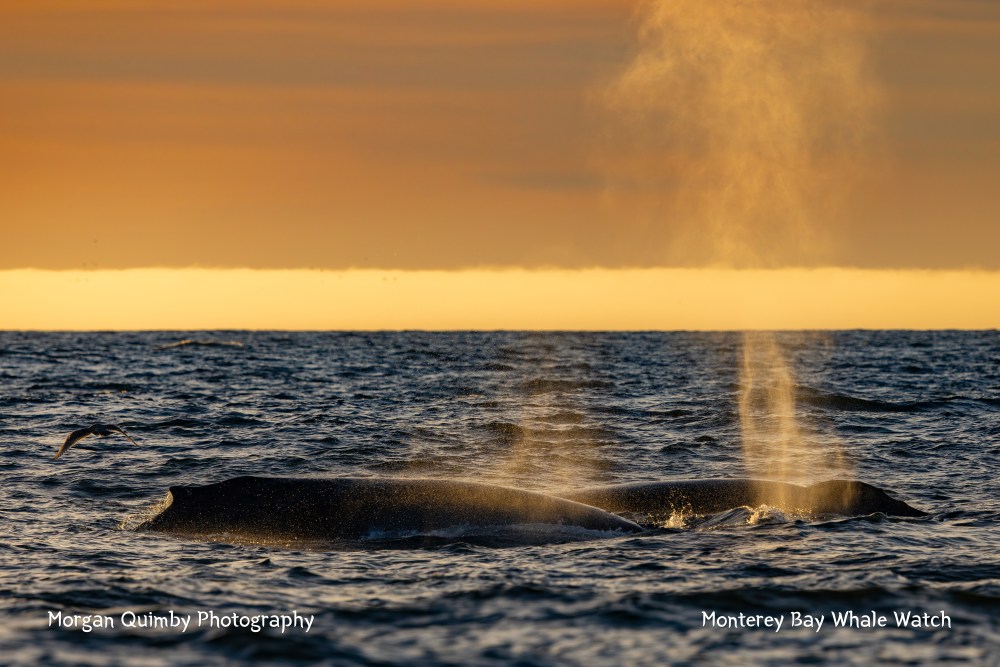 Two whales exhaling mist at sea with a golden sunset in the background and a bird flying nearby.