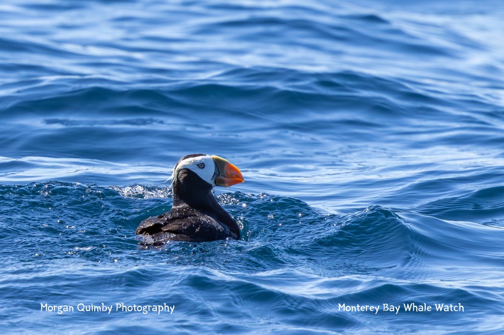 A puffin with a bright orange beak swims on a wavy blue ocean surface.