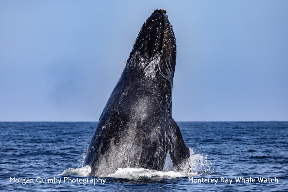 A humpback whale breaching the ocean surface on a clear day.