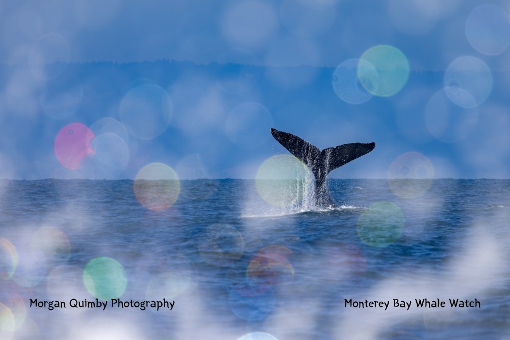 Whale tail emerging from ocean with bokeh effect and blue sky.