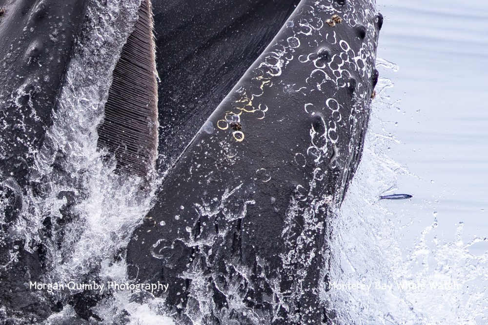 Close-up of a whale's mouth and baleen plates emerging from the water with splashing waves.