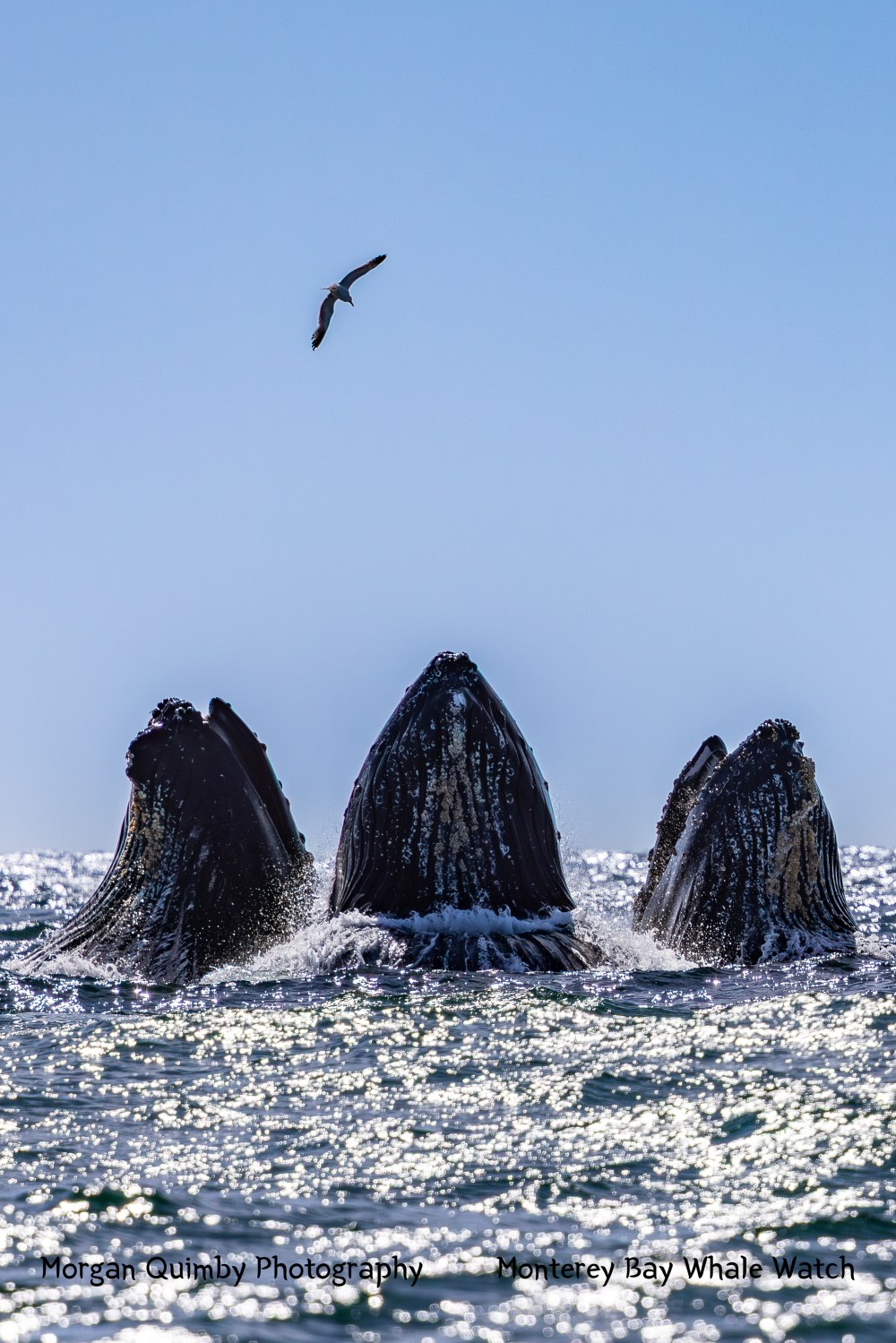 Three humpback whales breaching with mouths open beneath a flying seagull.