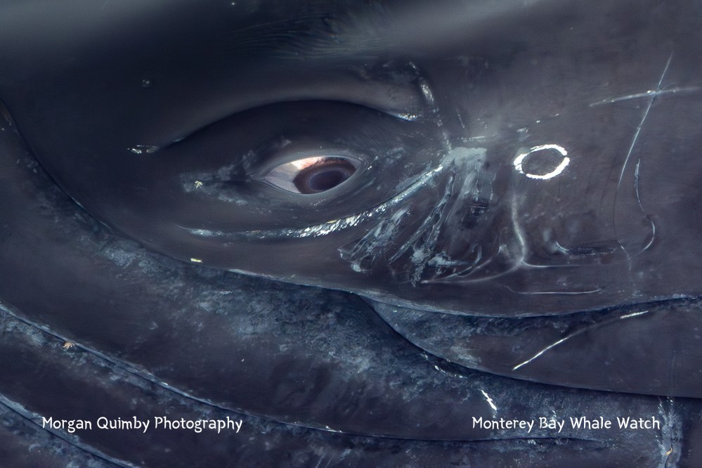 Close-up of a whale's eye and skin with markings, photographed underwater.