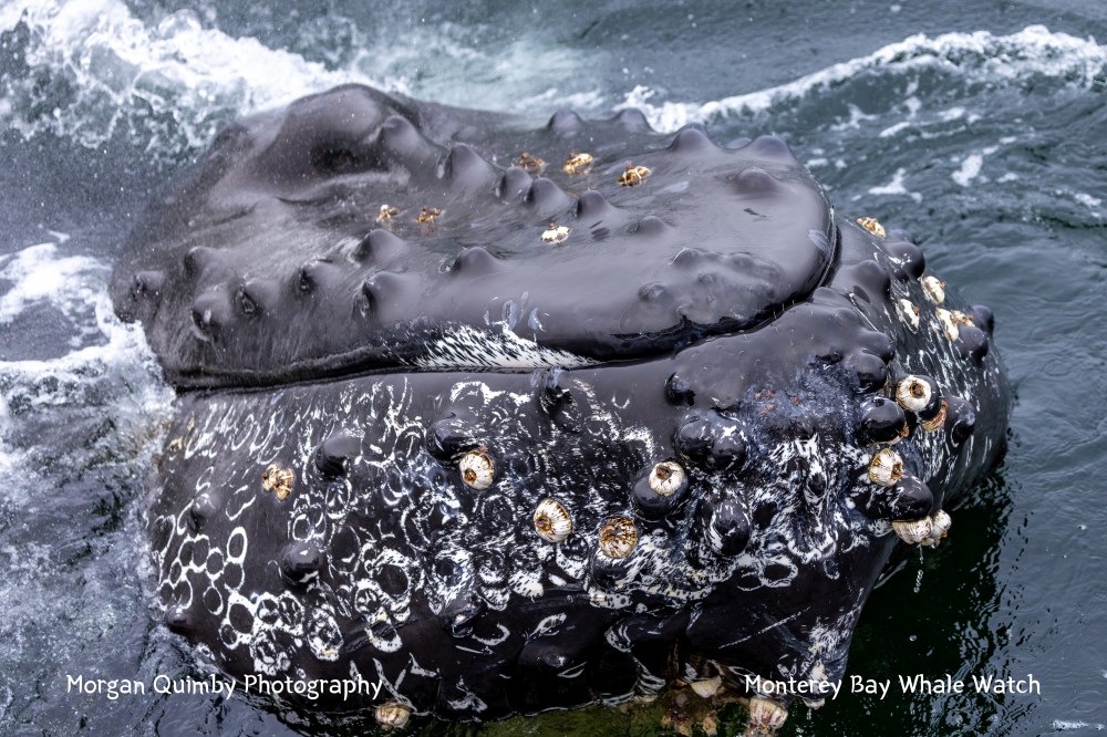 Humpback whale head with barnacles above water.