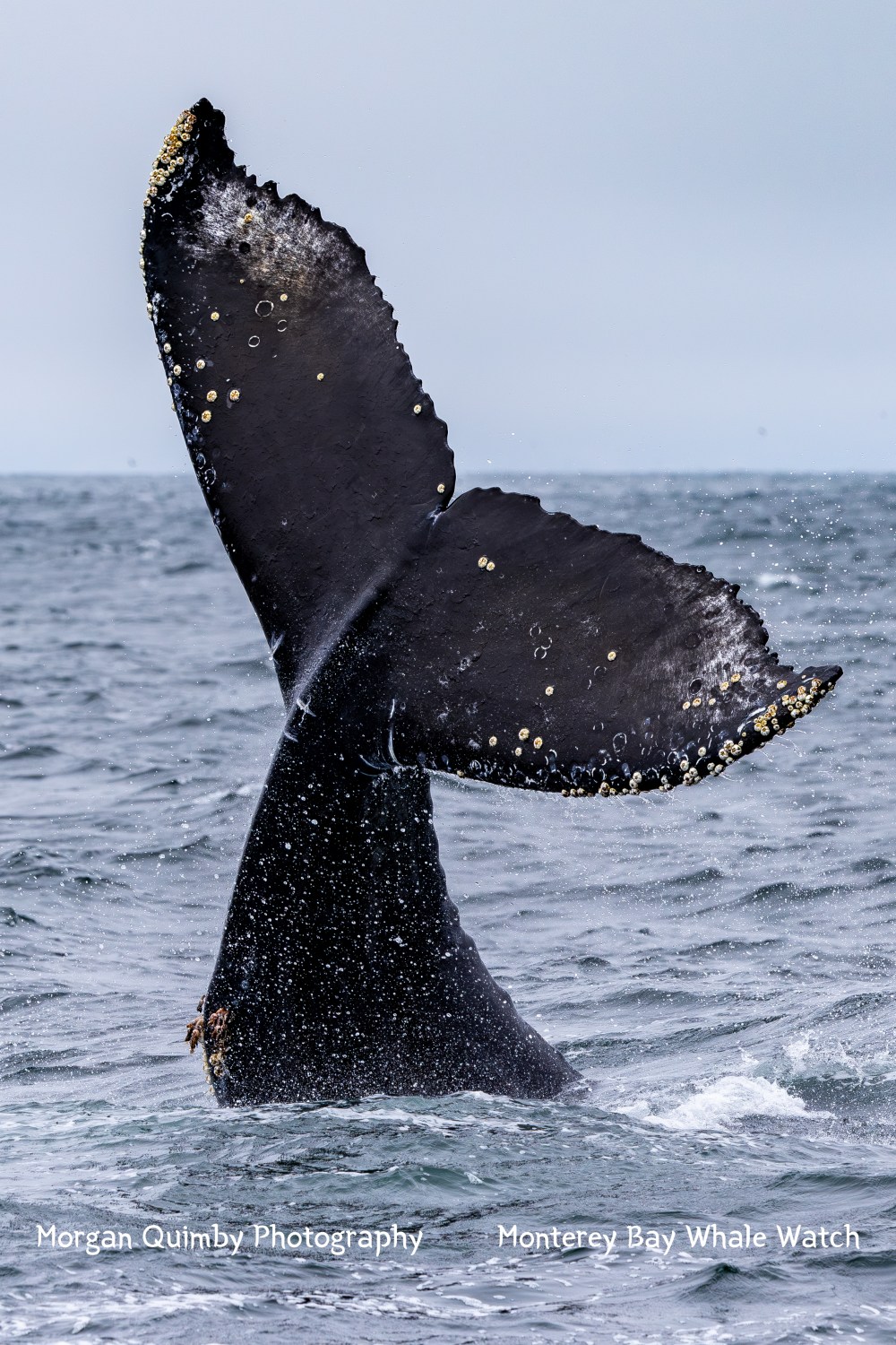 Humpback whale tail fluke splashing water in ocean with barnacles.