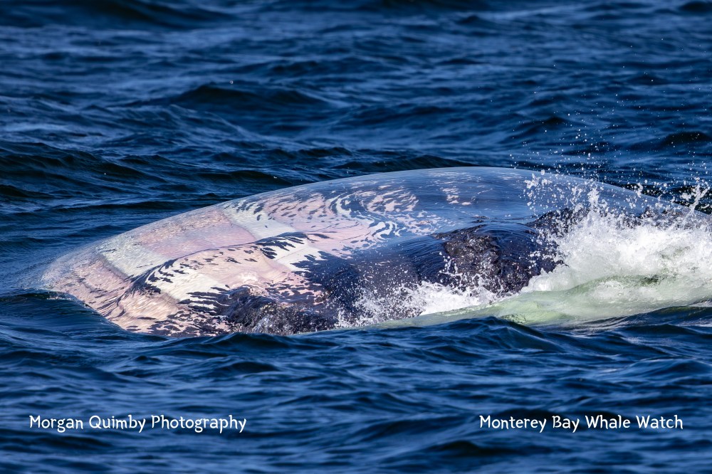 A whale surfacing in the ocean, partially covered in water and creating a splash.