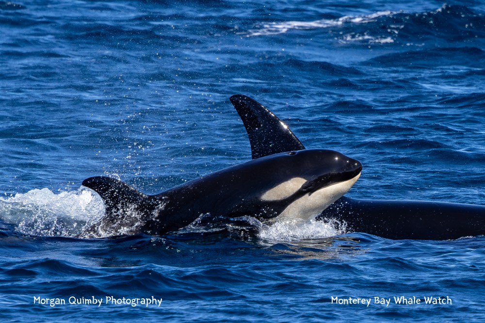 Two orcas swimming close to each other in the ocean with water splashing.