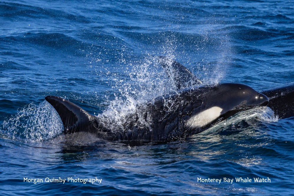 Orca swimming at the surface with water splashing around its dorsal fin in the ocean.