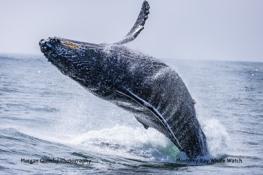 Humpback whale breaching out of the ocean with water splashing around.