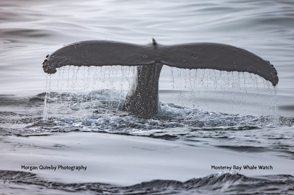 Whale tail rising from ocean with water cascading off edges.