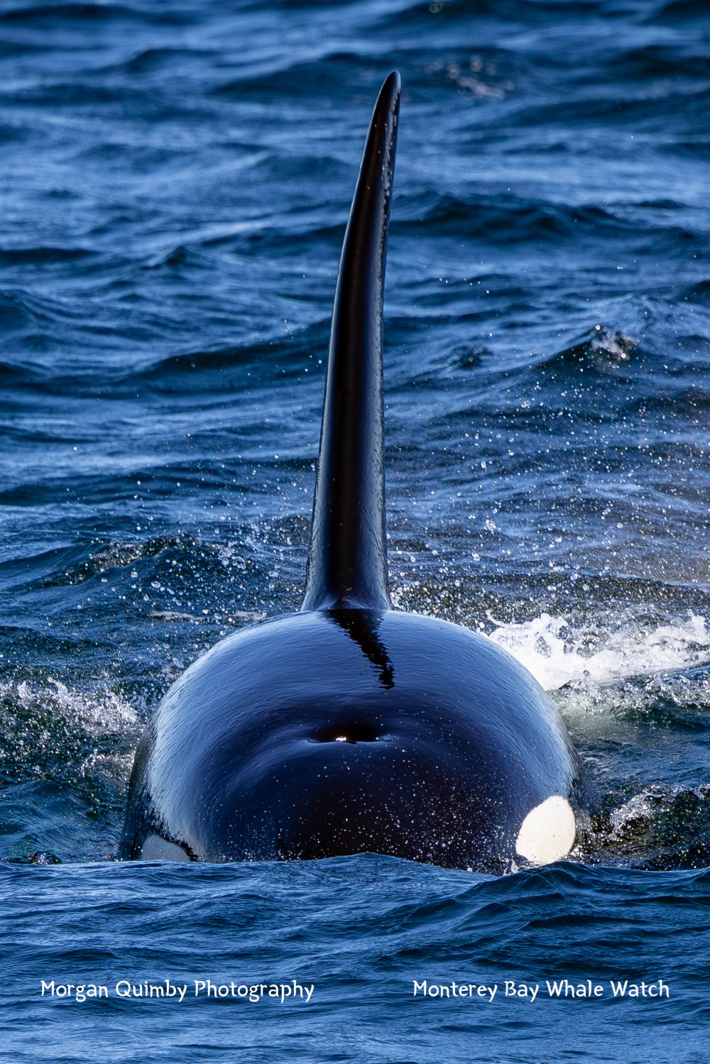 Orca fin emerging from ocean water, viewed from behind.