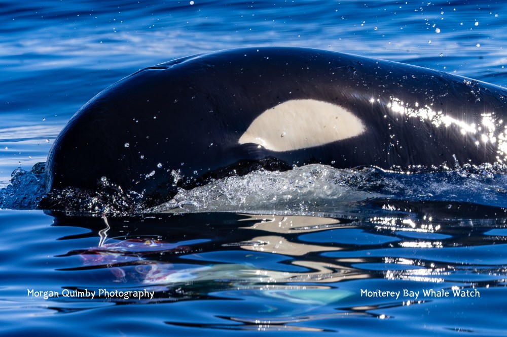 Orca surfacing in blue ocean, showing its distinctive black and white markings.