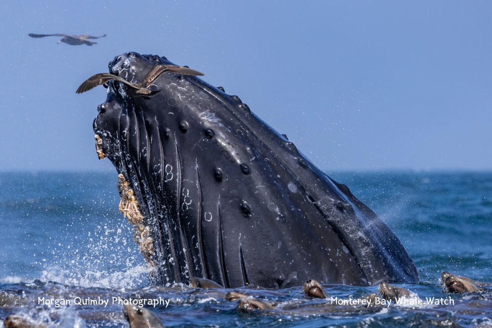 Humpback whale breaching with birds flying around it over the ocean.