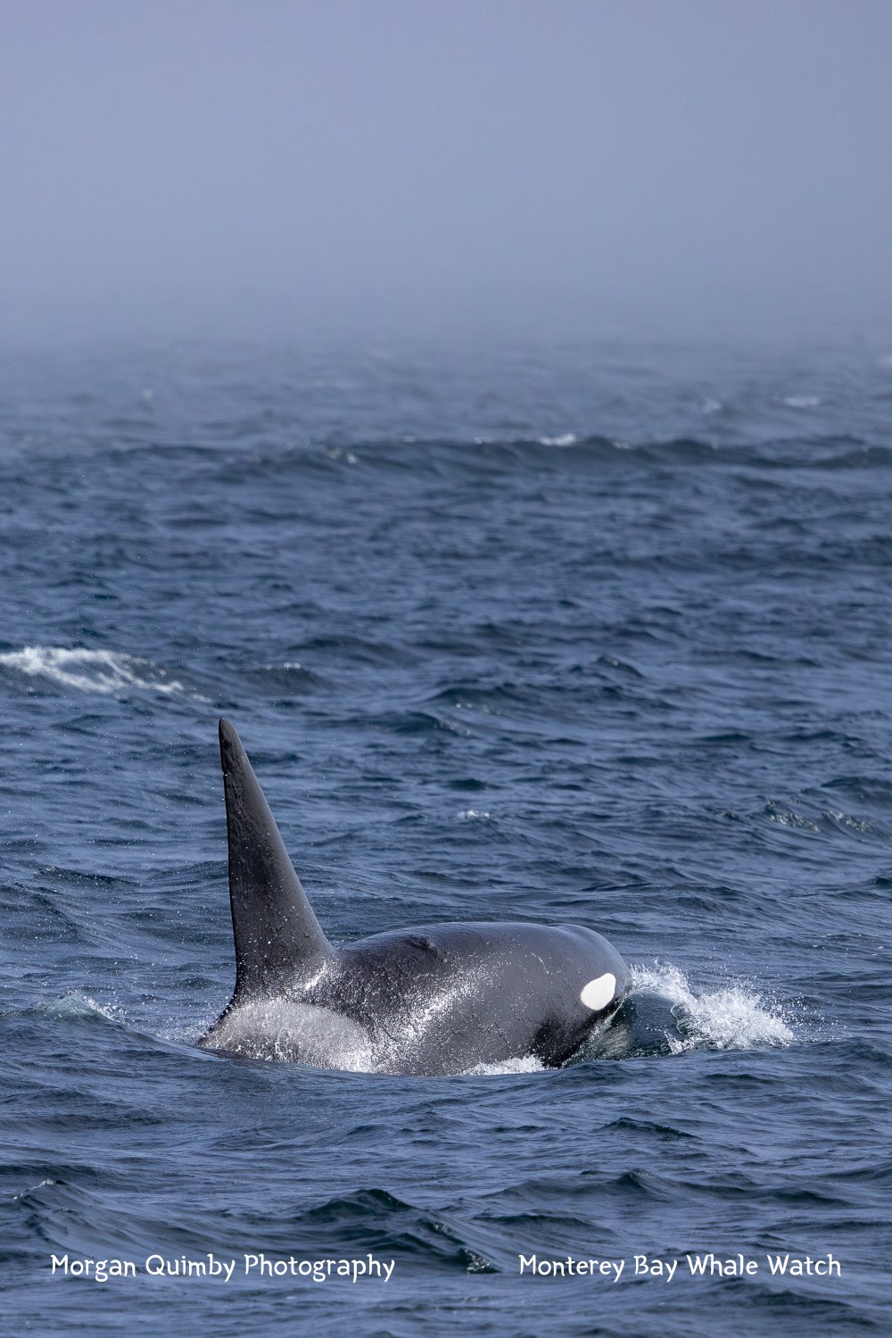 Orca swimming in the ocean with only its dorsal fin and part of head above water.