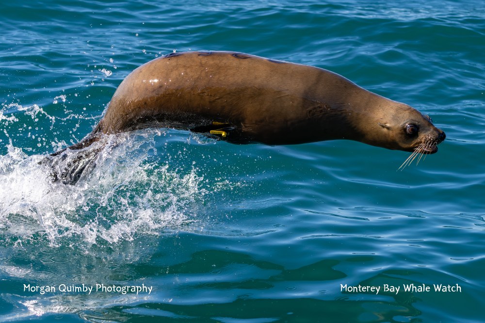 Seal leaping out of the water with blue ocean background.