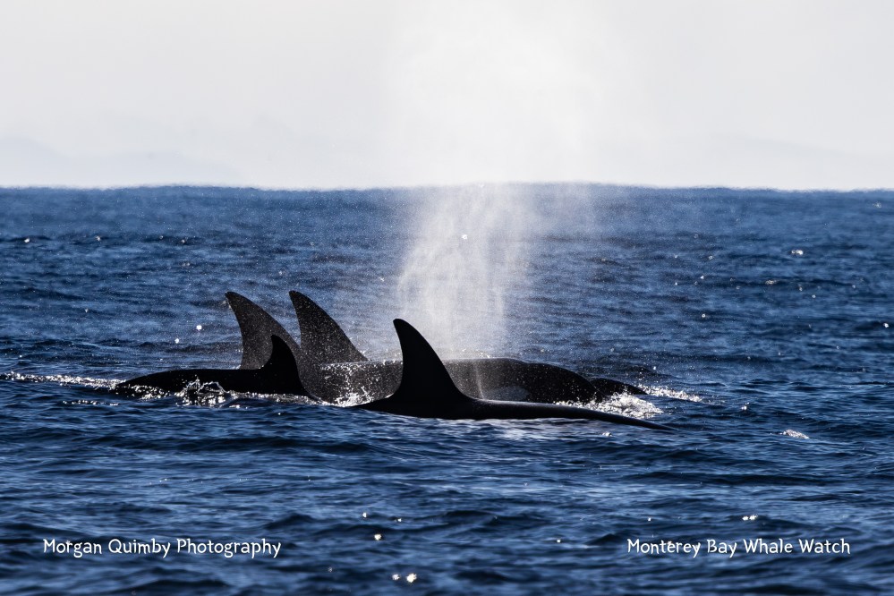 Three orcas swimming at sea with visible dorsal fins and water spray.