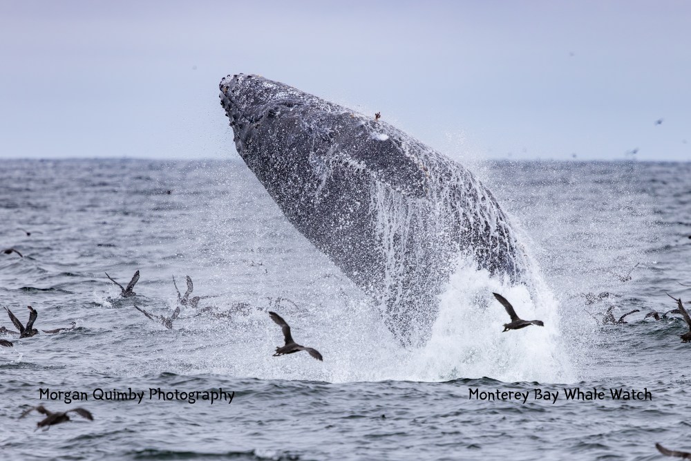 Humpback whale breaching water, surrounded by birds in an ocean setting.