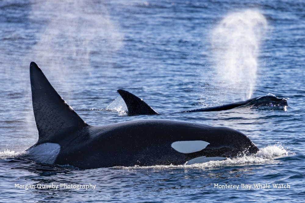 Orcas swimming in the ocean with water sprays from their blowholes.