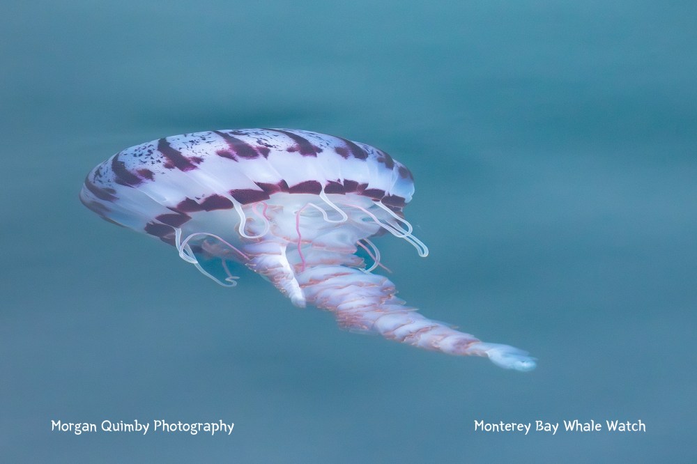 Purple-striped jellyfish swimming in clear blue water with visible tentacles.
