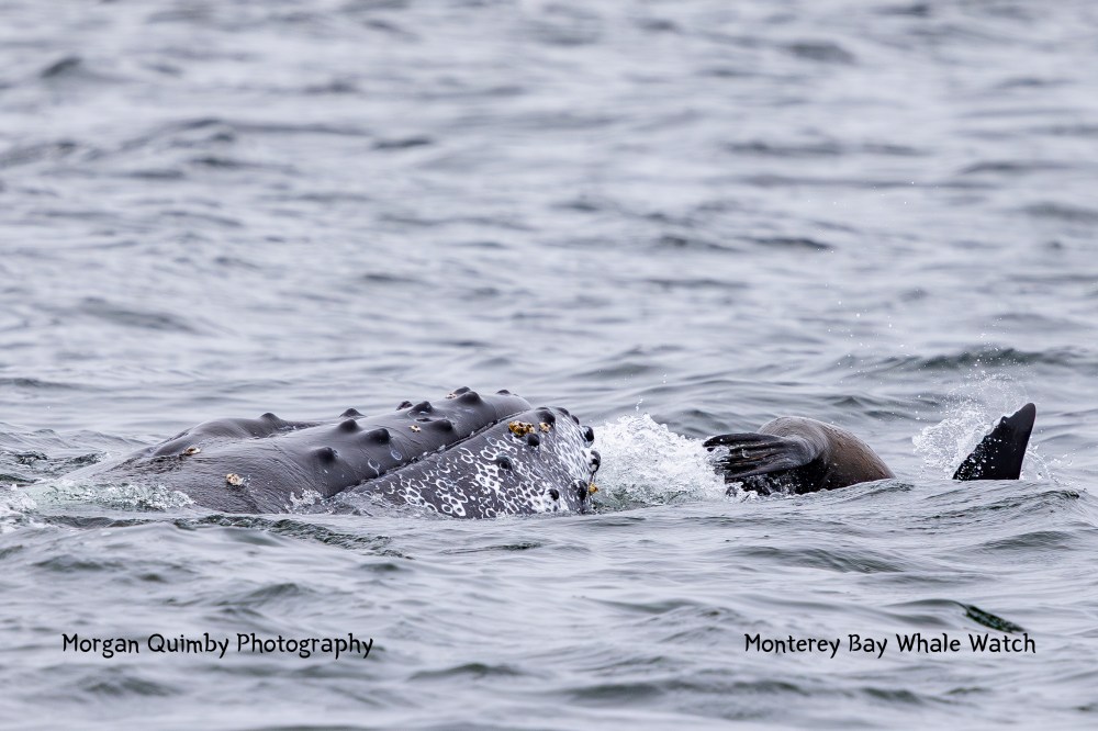 Humpback whale partially submerged, vertical fin visible in ocean water.