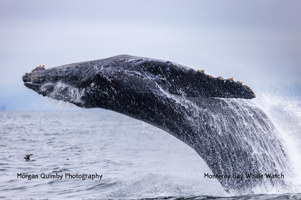A humpback whale breaching the ocean surface with water splashing.