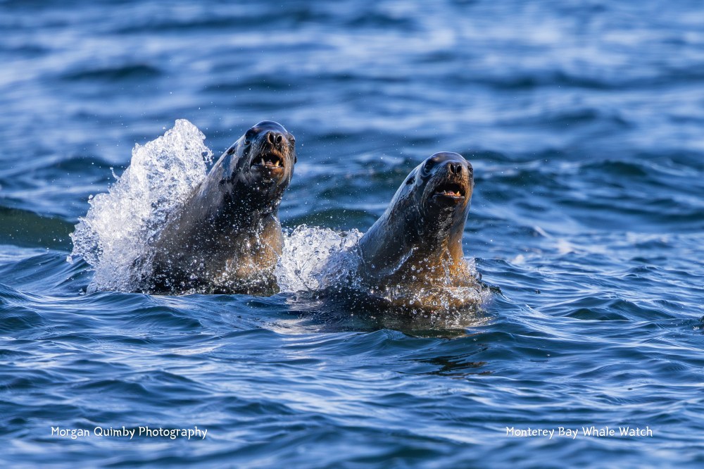 Two sea lions emerging from the water with splashes around them.