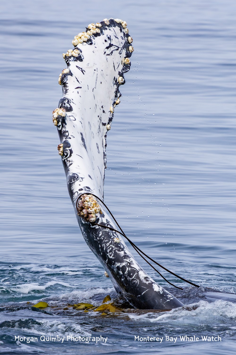 Humpback whale fluke with barnacles breaching the ocean surface.