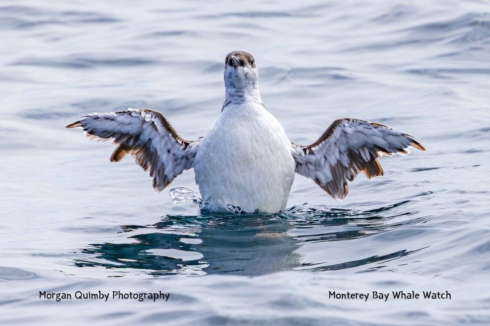 A bird with wings outstretched standing on water, blue ocean background.