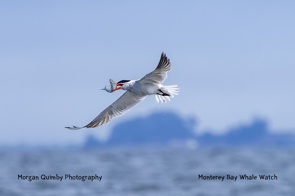 Bird in flight with fish in beak over water, distant blurry islands in background.