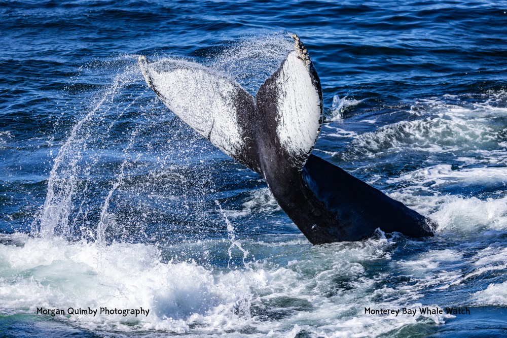 Humpback whale tail splashing water in the ocean.