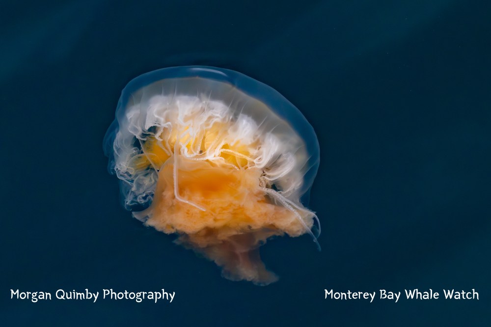 Orange jellyfish with long tentacles in dark blue water.