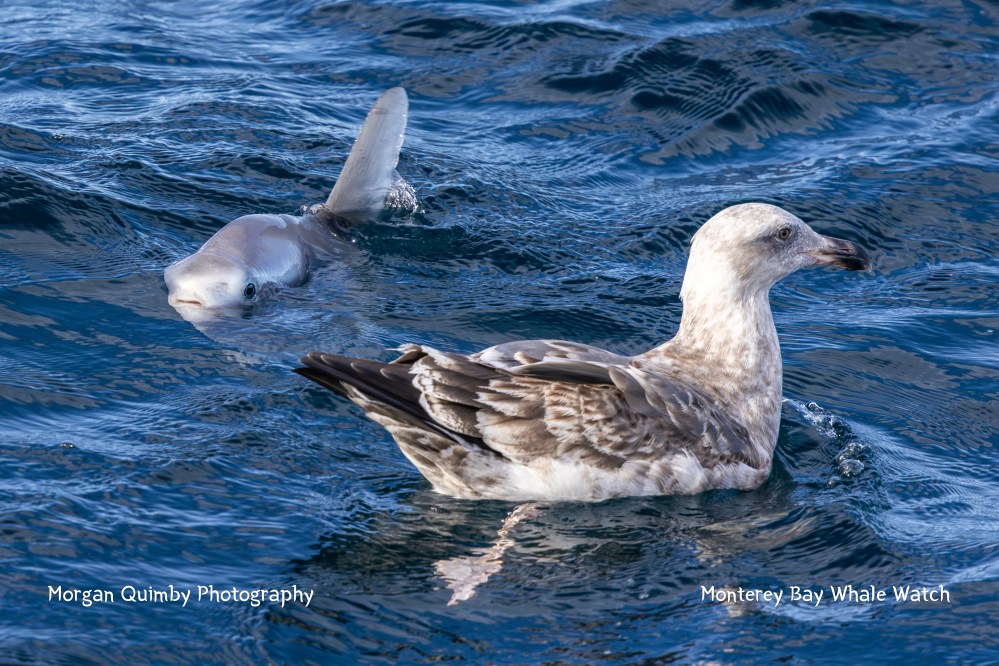 A gull floats on water with a shark fin nearby, under sunny skies.