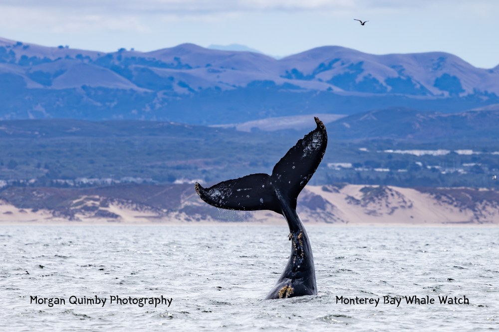 Whale tail above ocean with mountains in the background and a bird flying overhead.