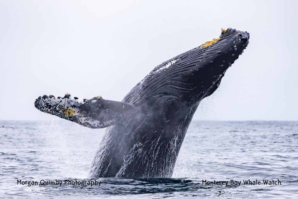 Humpback whale breaching the ocean surface, with water splashing around.