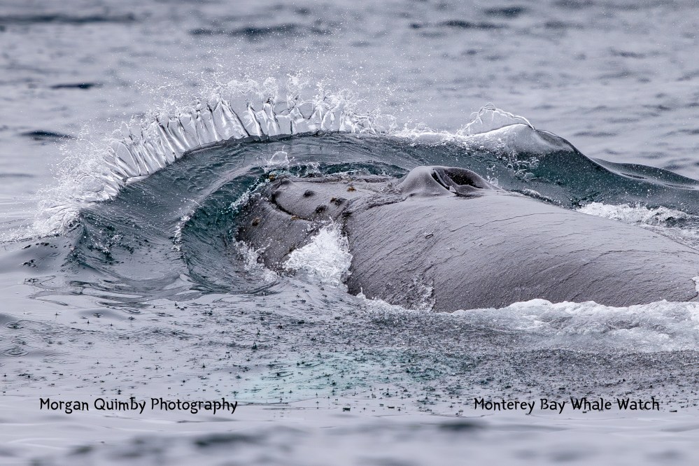 Humpback whale surfacing with water splashing over its back in Monterey Bay.