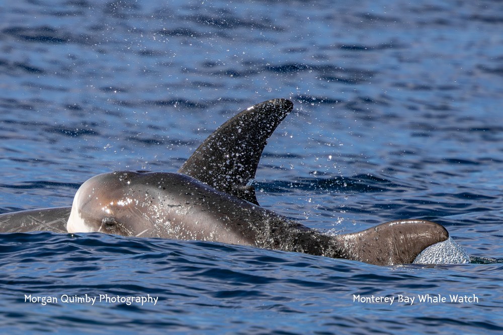 Close-up of a dolphin's back and fin surfacing in the ocean with splashes of water.