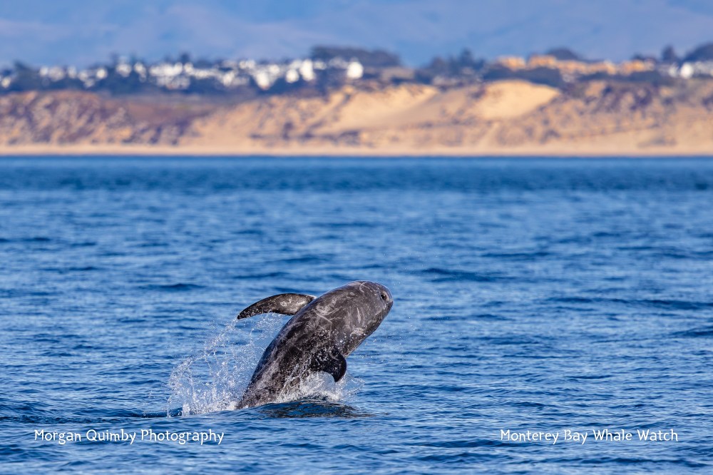 Dolphin breaching water in Monterey Bay with sandy hills and buildings in the background.