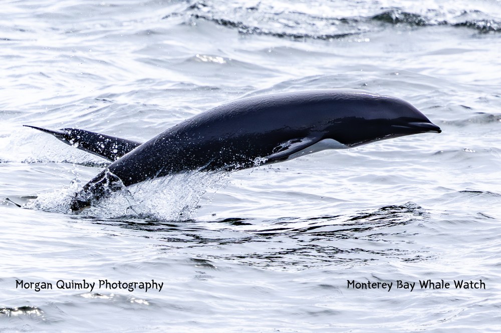 Dolphin leaping out of the water, creating splashes in the ocean.