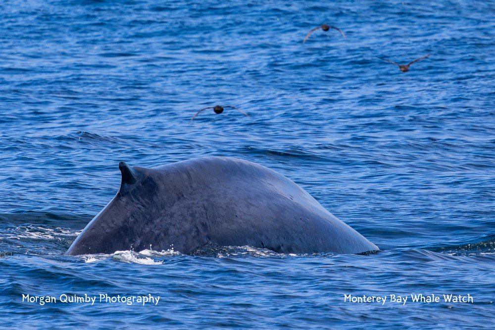 A whale's back emerges from the ocean with birds flying above in clear blue water.