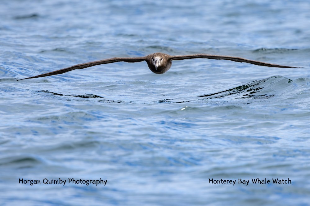 Bird with wide wingspan flying low over the ocean surface.