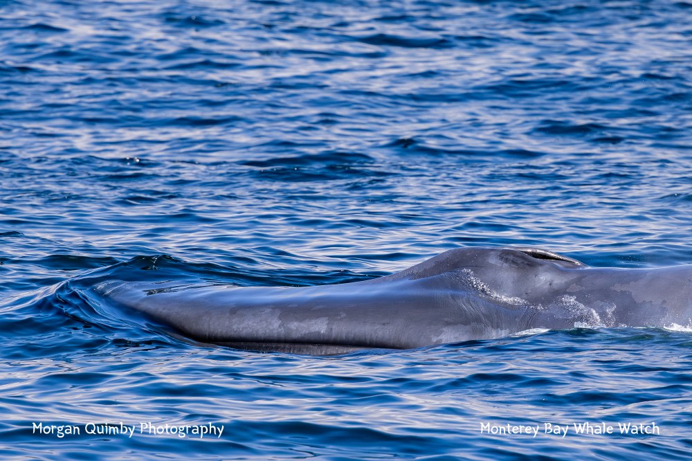 Blue whale surfacing in calm ocean waters.