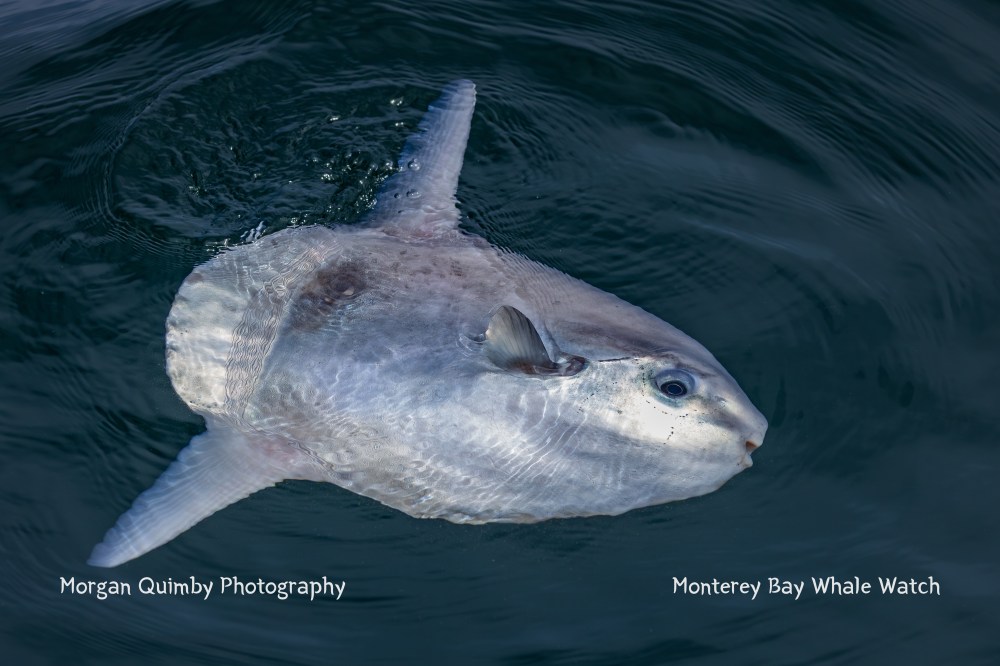 Ocean sunfish swimming near the surface of dark water.