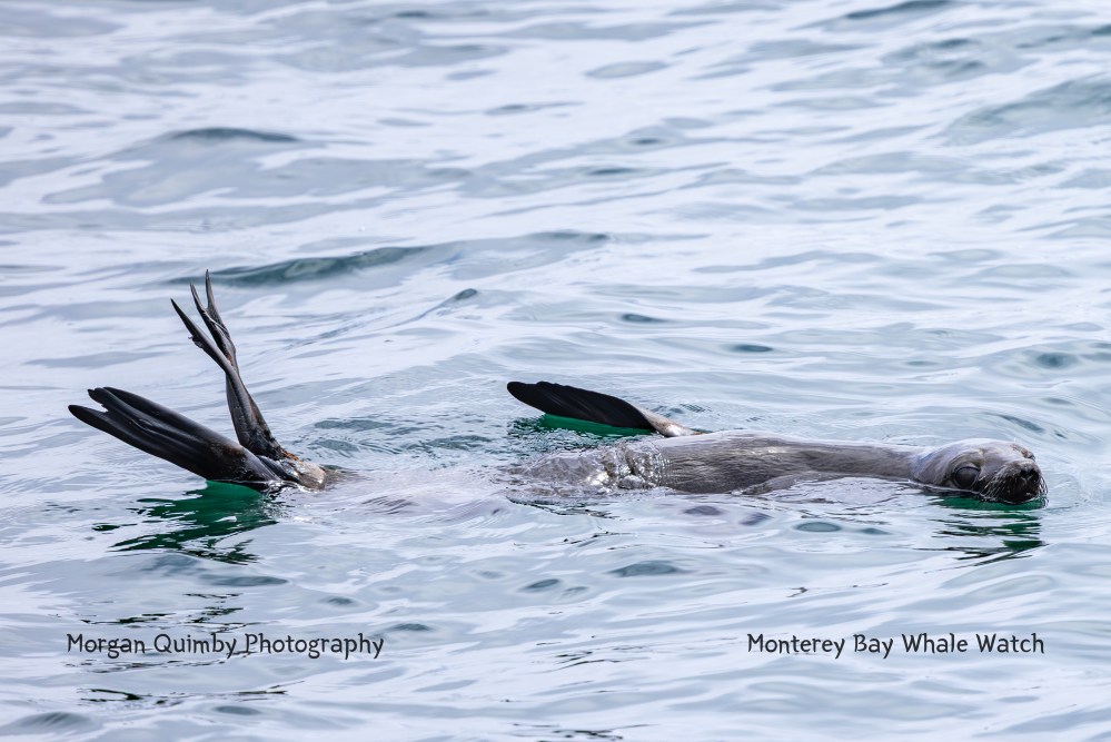 Seal floating on its back in water with flippers raised.