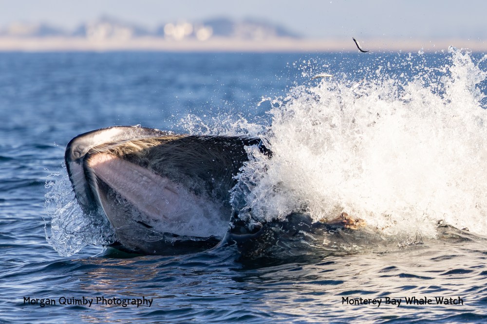 Whale breaching water surface with splashing waves in ocean, distant coast in background.