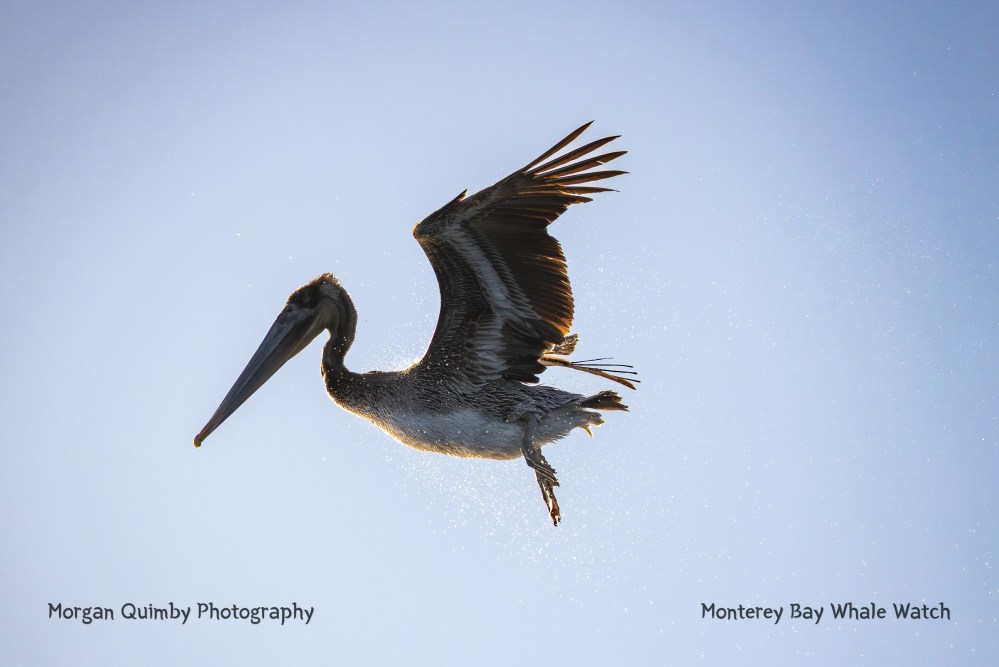 Pelican soaring in the clear sky with wings spread wide and sunlight highlighting feathers.