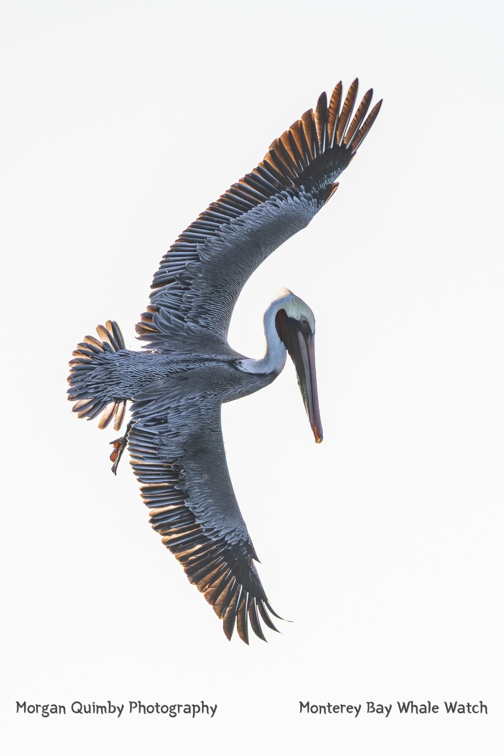 Brown pelican in flight with wings fully spread against a white sky.