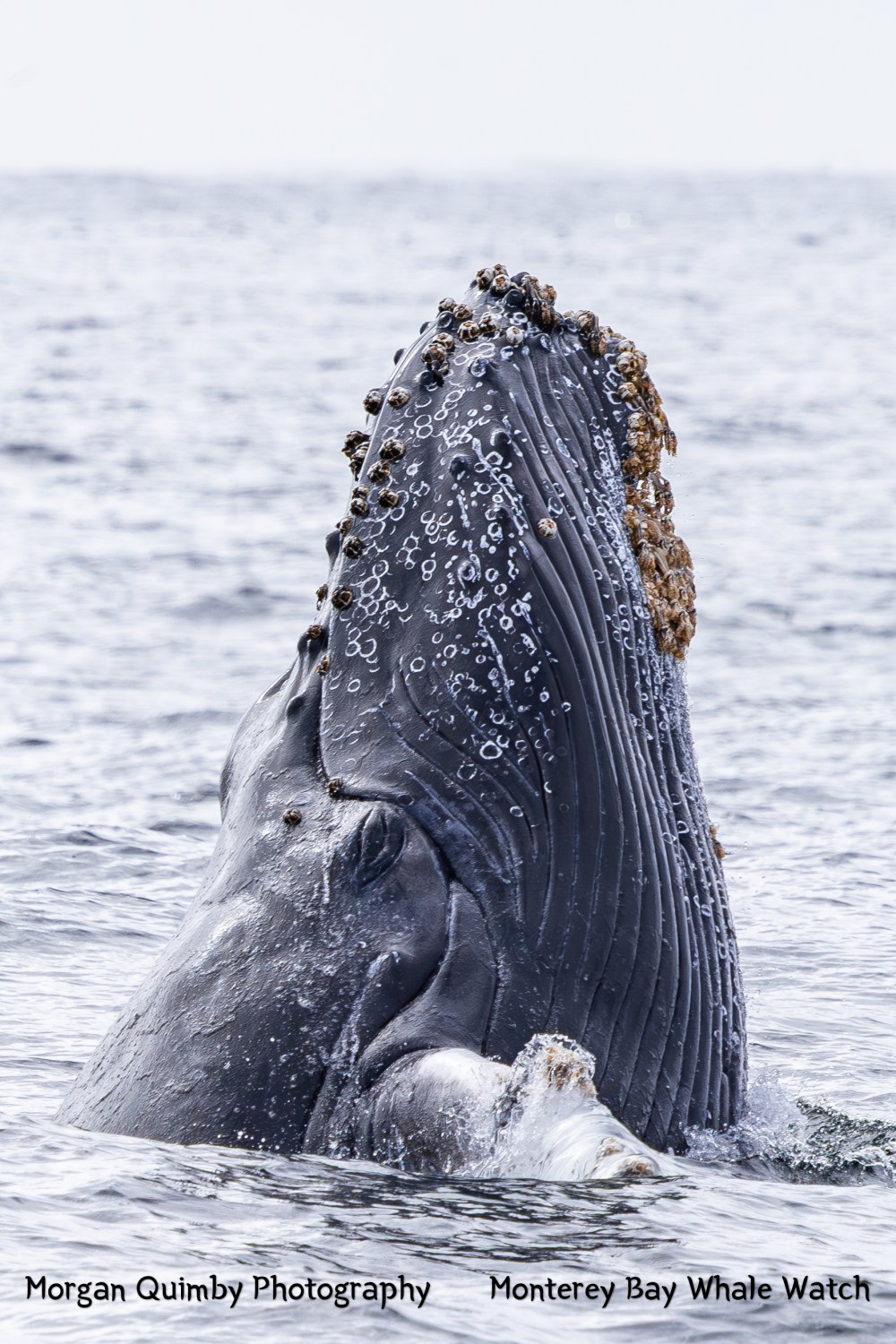Humpback whale head emerging from water, covered with barnacles.