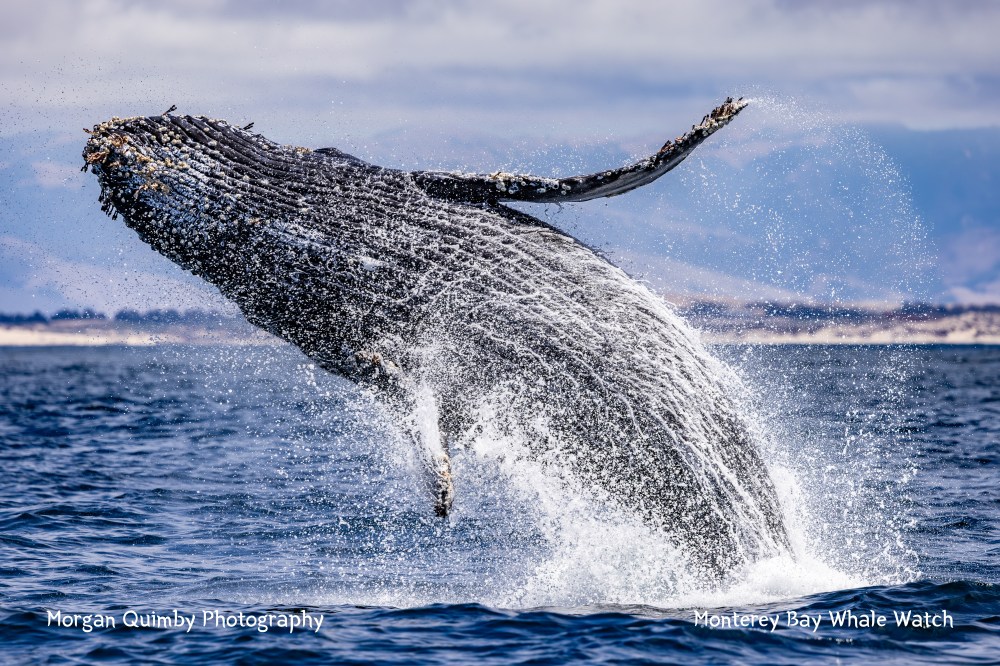 Humpback whale breaching the ocean surface, creating a large splash against a blue sky backdrop.