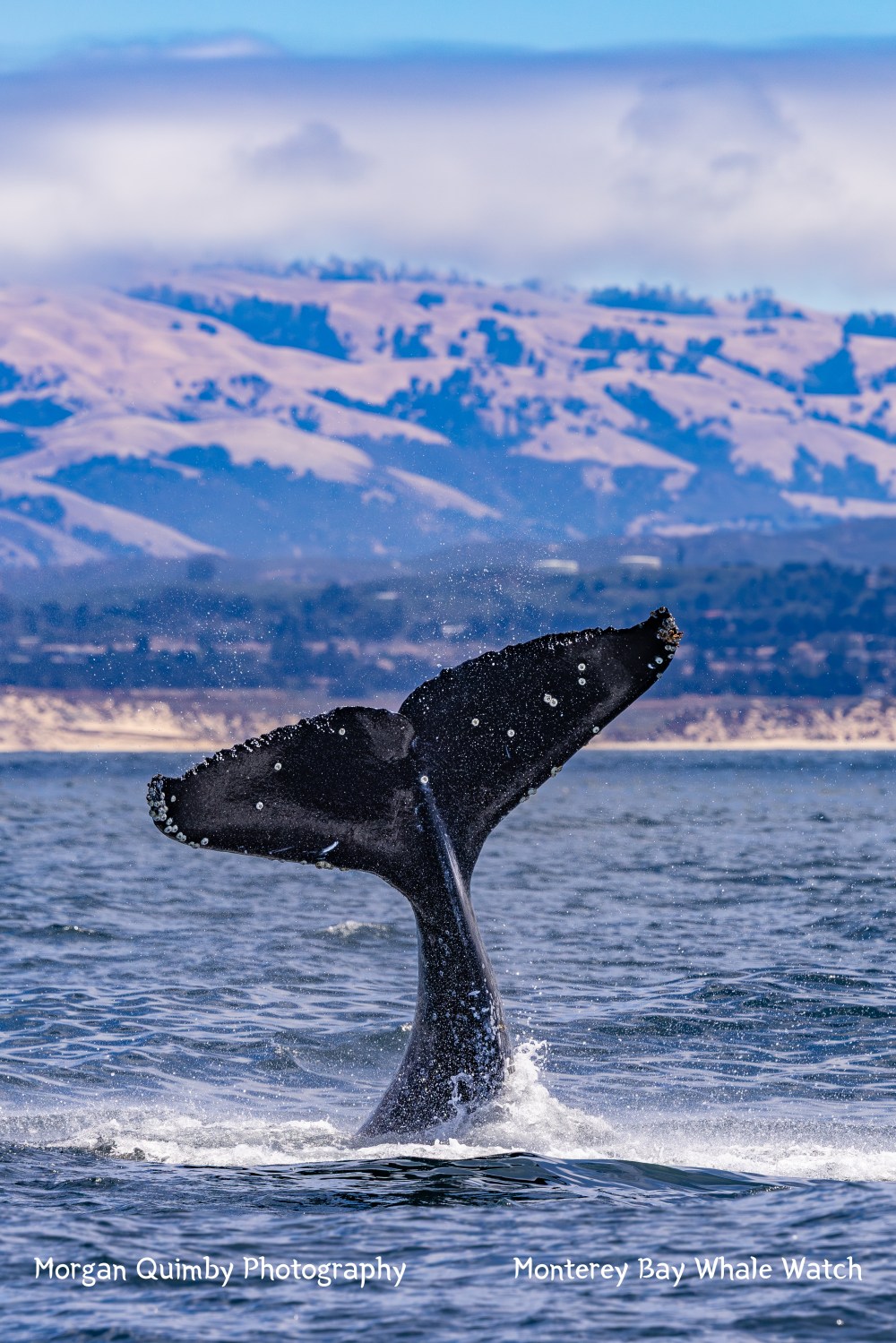 Whale tail splashing in ocean with mountainous backdrop and cloudy sky.